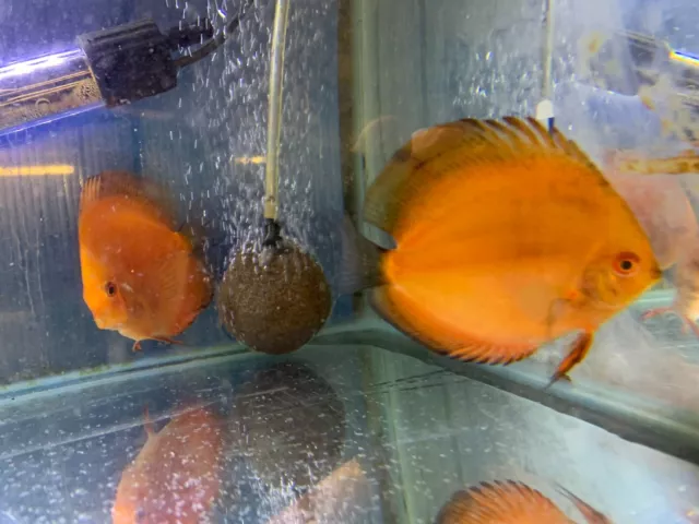 stunning young pair molboro discus fish. 3.5  inch  tropical live aquarium tank