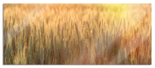 Campos de Cereales Panorama Imagen, Incl. Soporte Pared