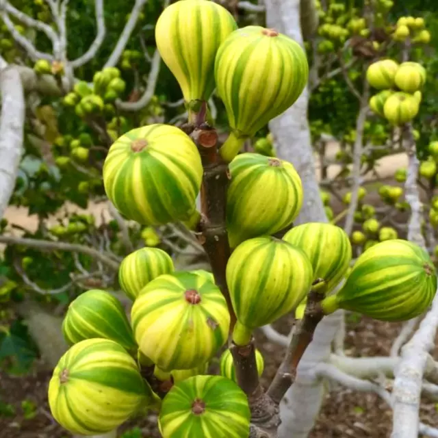 Ficus carica cv Panaché (Striped Fig) 70-80cm -  - °° Tiger Fig, Striped Fig, Fi