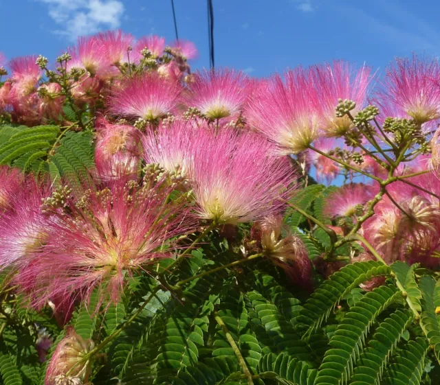 SAMEN naturnaher Garten Schlafbaum Seidenbaum Saatgut Samenzeit Blumen-Rabatte