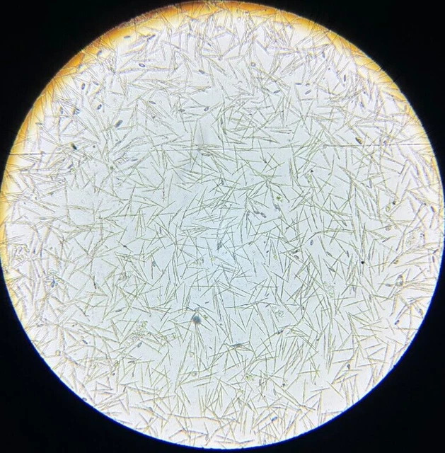 19th c J.D. Moller Microscope Slide Diatom Holstein Ger. Cylindrotheca Gracilis