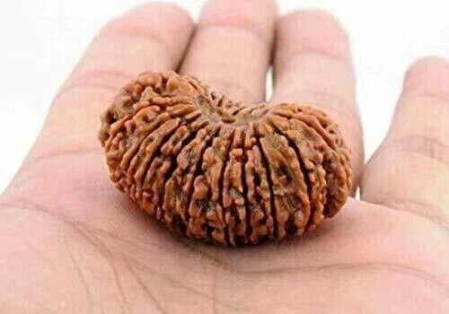21 Mukhi Rudraksha Hindu Sacred Very Rare Bead (Certificado A++)