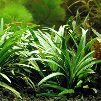 Ophiopogon Japonica Bunch B2G1 Easy Live Aquarium Plant Decorations Beginner Ada
