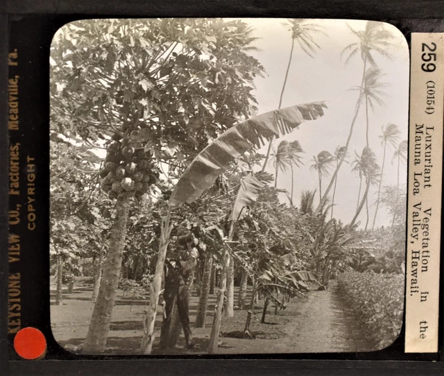 3-259 Magic Lantern Glass Slide Photo Mauna Loa Valley Hawaii