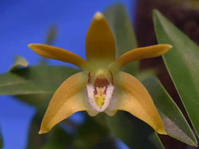 THG Orchid DENDROBIUM fleckeri 'A.C.' X Self established in a 40mm tube M46.