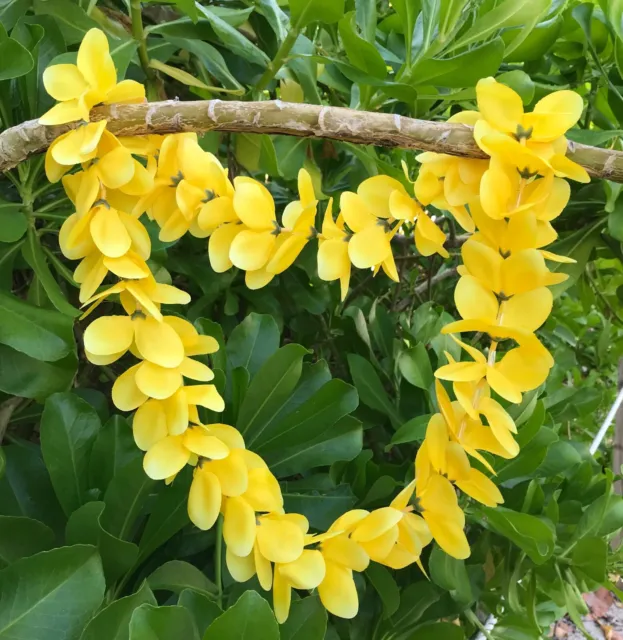 Hawaiian Silk Lei - Sunny Yellow Plumeria - Designed In Hawaii