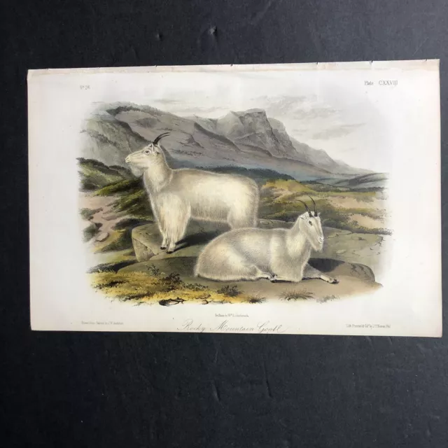 Audubon Octavo Quadruped ROCKY MOUNTAIN GOAT 1854