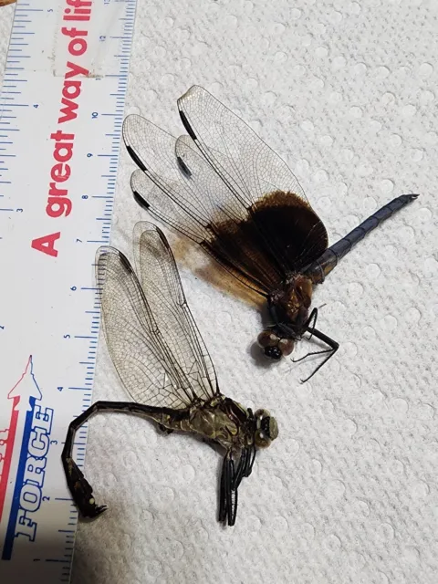 Odonata 2 Dragonflies from Indiana #M2 Odonata Dragonfly Gomphidae Insect