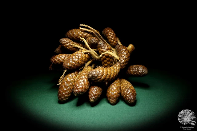 Raphia farinifera tropical centroáfrica palmera reciente frutos secos especie