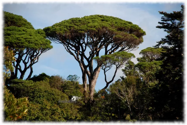 Planta de Pino piñonero - Pinus pinea - 2 Años 2