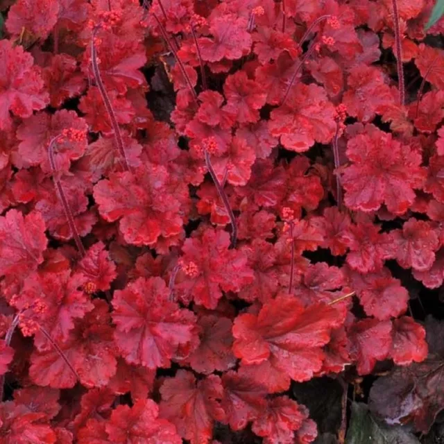 1 x Heuchera Hybride ‚Cherry Cola' (Purpurglöckchen) Staude/winterhart