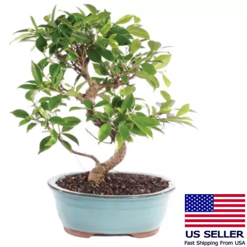 Live Golden Gate Ficus Indoor Bonsai Tree, Medium Size, 7 Years Old, 8 to 16 Inc