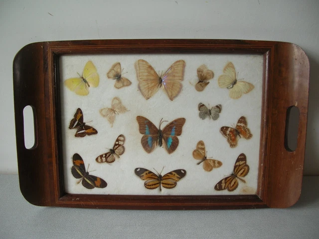Vitrine Entomologie Boîte De Collection Insectes DOITOOL - Vitre Transparente 36,5x26cm - Spécimens Papillons Boîte Collection Insectes