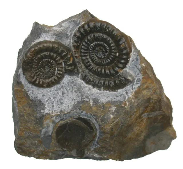 Lias Stufe  2x Vermiceras scylla  Vorzüglicher Ammonit   Trossingen  W33-8