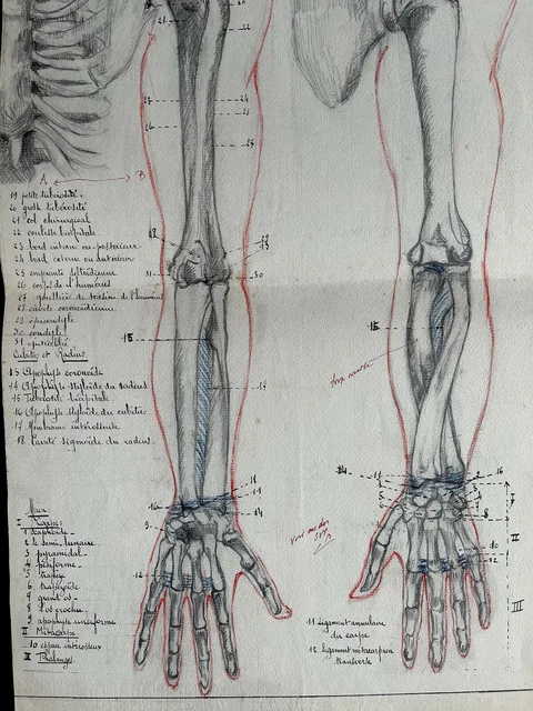 RARE ORIGINAL LARGE Format Drawing Anatomical Study 1920 - 1930 Skinned ...