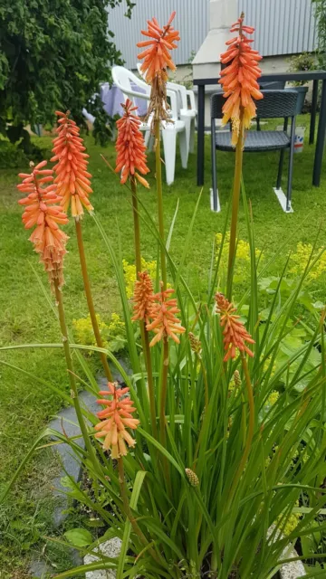 Fackel-Lilie * Kniphofia praecox * Raketenblume * 15 Blumensamen * handverlesen