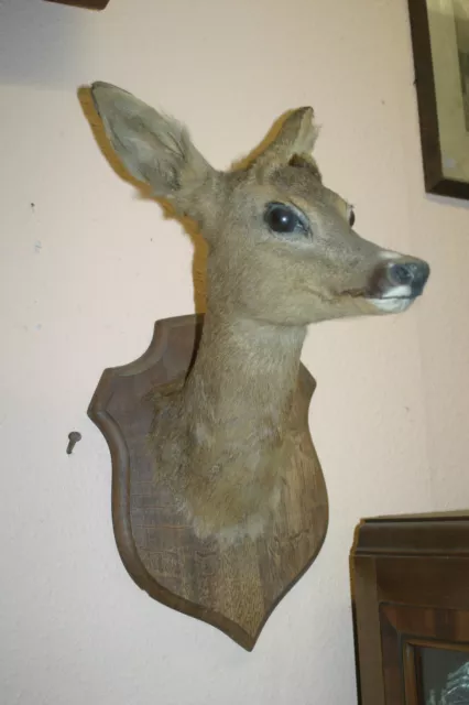 Reh Gehörn Geweih Taxidermie Präparat Rehbock Gams Hirsch Rehpfote Jagen Jagd