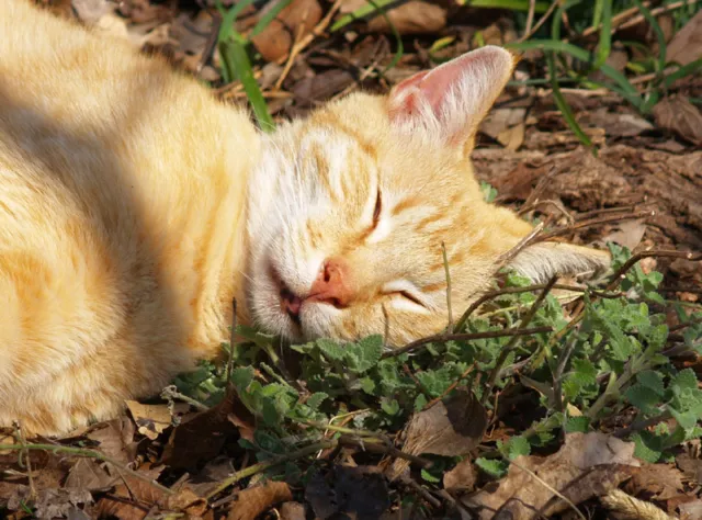 Catnip * 100 Seeds*