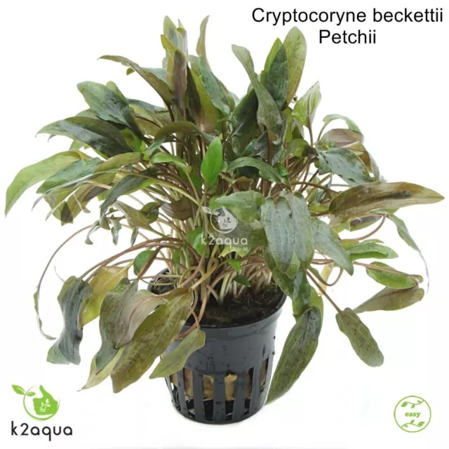 Cryptocoryne beckettii Petchii Live Aquarium Plants Tropical Aquascaping Tank