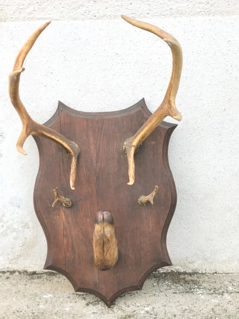 Trophée De Chasse / Massacre - Déco Cabinet De Curiosité - Objet Vintage