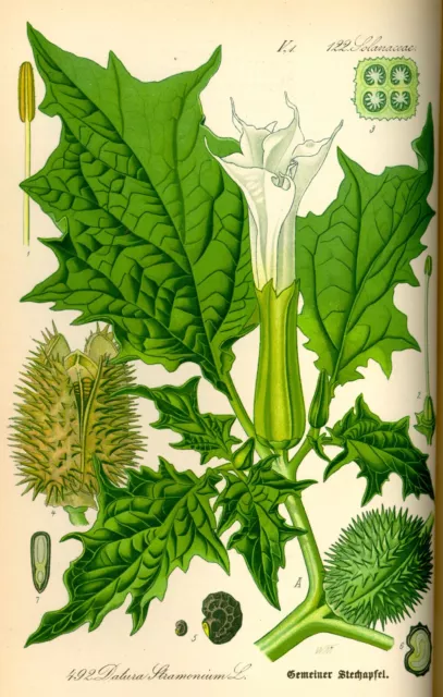 Stechapfel Datura stramonium Hexenkraut  Schamanenpflanze Zauberpflanze 10 Samen