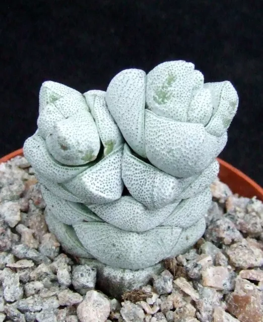 Crassula Deceptor smaller-growing 4cm collectors succulent / cactus