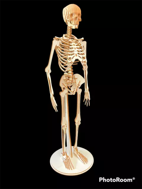 Laser Cut Wooden Human Skeleton 3d Modelpuzzle Kit 4089 Picclick