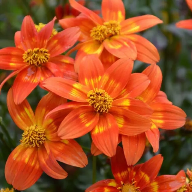 Bidens plug plants orange flowers tender garden pot patio basket, pack of 3