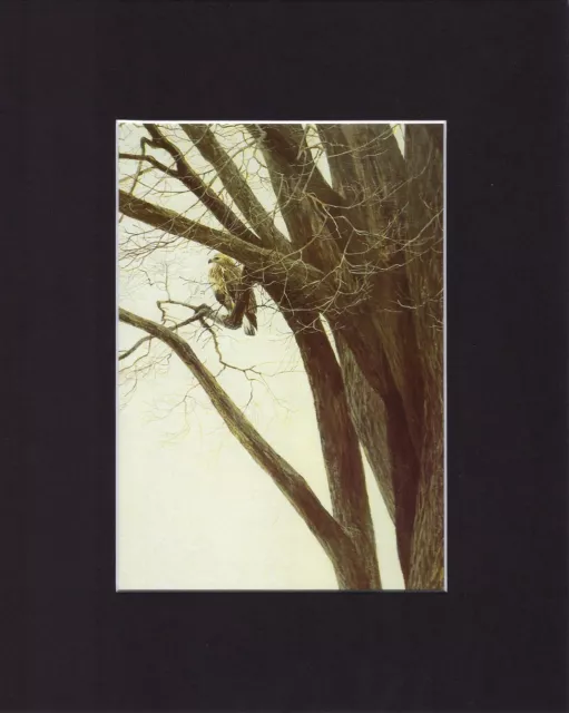 8X10" Matted Print Painting Art Picture, Robert Bateman: Rough Legged Hawk, '66