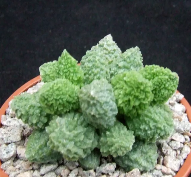 Adromischus Herrei select green form 6cm collectors succulent / cactus