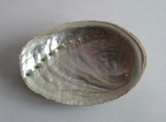 Pendentif Nacre Coquille D'ormeau (abalone) – Argent Sterling 925, 5,5 G, Neuf