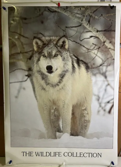 Rolled 1993 Anabas The Wildlife Collection Wolf Snow Arctic 24X36 Poster