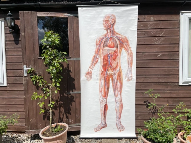 VINTAGE FULL BODY CIRCULATION medical school chart Anatomy BLOOD ...