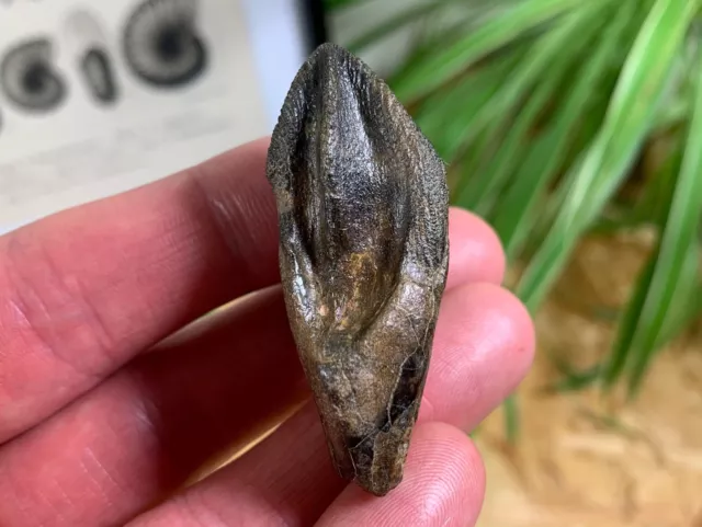 MUSEUM QUALITY Triceratops Tooth - Montana (Hell Creek) Real Dinosaur Fossil