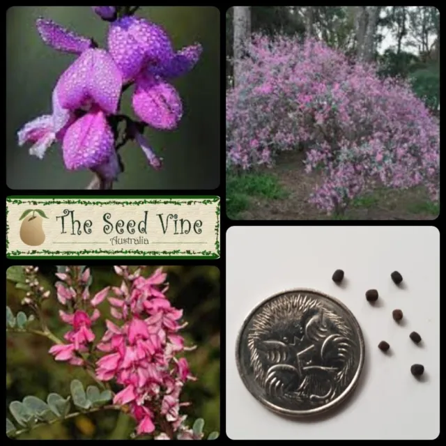 20+ AUSTRALIAN INDIGO SEEDS (Indigofera australis) Native Flower Purple Shrub