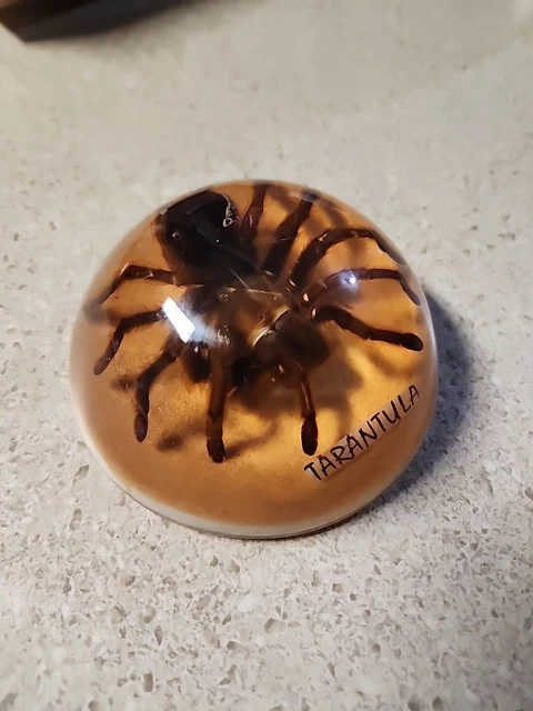 Vintage Tarantula Lucite 4" Dome Paperweight Acrylic Taxidermy Spider