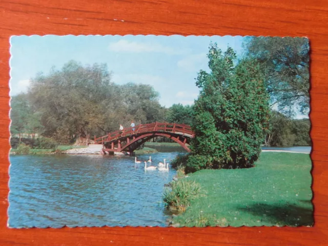 Swans on Avon River by Shakespearean Festival Theatre, Ontario - chrome postcard