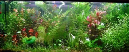 promo lot 250 plantes aquarium 16 varietes a racines et tiges +30 GRATUITES en+ 2