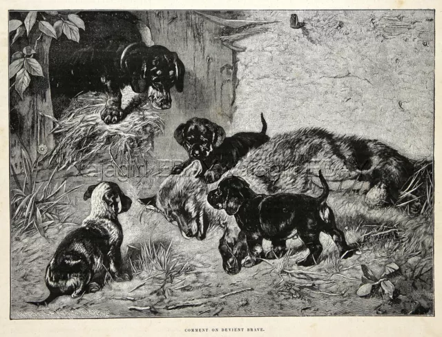 Dog Dachshund Teckel Dackel Puppies Taught to Hunt by Mom, 1880s Antique Print