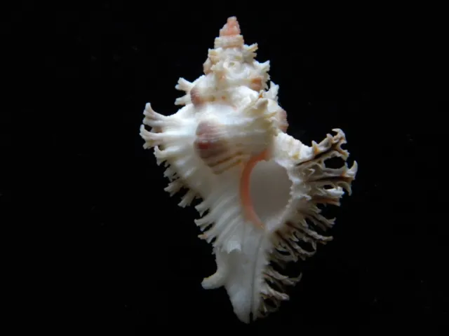 Sea Shells Chicoreus brunneus 48mm ID#3795C