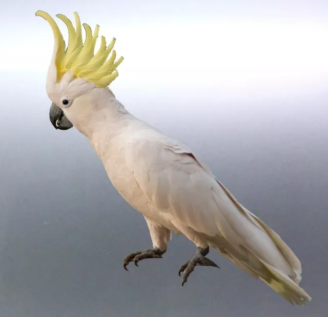 Cockatoo decal Sticker Vinyl cut Australian made real photo Bird sulphur crested