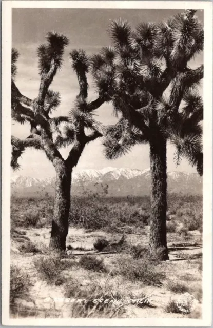 1940s California RPPC Real Photo Postcard "DESERT SCENE" Joshua Trees / FRASHER