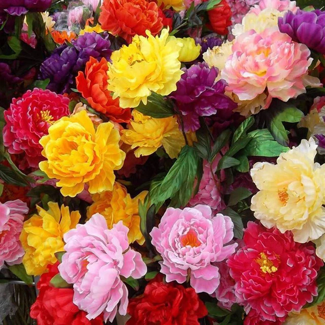 Peonia Coral Passion - Pianta Perenne Per Giardino O Vaso - Radice Singola - Resistente Al Freddo - Foto 13