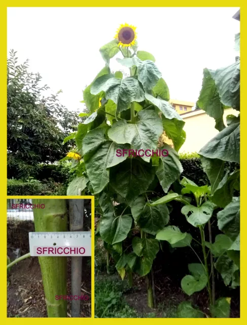25 SEMI di GIRASOLE Gigante 4 VARIETA' - 🌻 🌻 GIANT Sunflower FLOWER seeds 🌻🌻