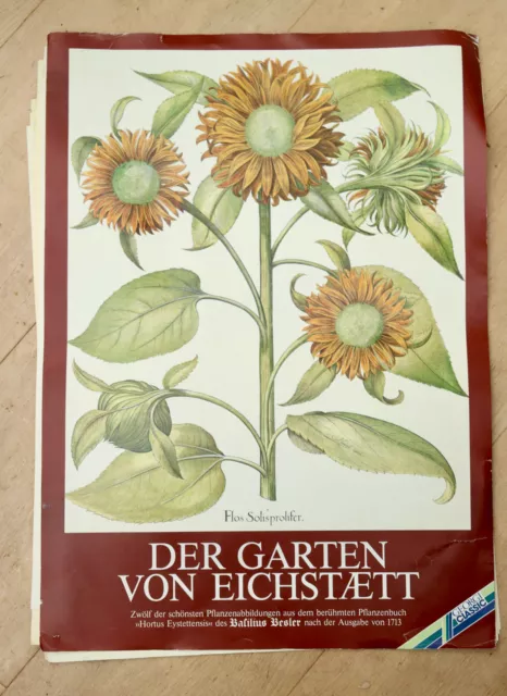 Der Garten von Eichstätt Basillius Besler Plant Plates 52x43cm Reprint from 1713