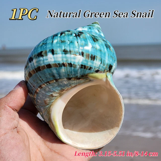 Grand Vert Mer Snail Naturel Coque Conque Aquarium Paysage Coquillage 8-14CM