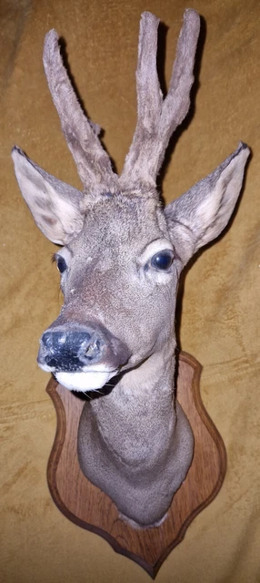 BEAU TROPHEE DE Chasse Sur Bois Chevreuil EUR 14,95 - FR