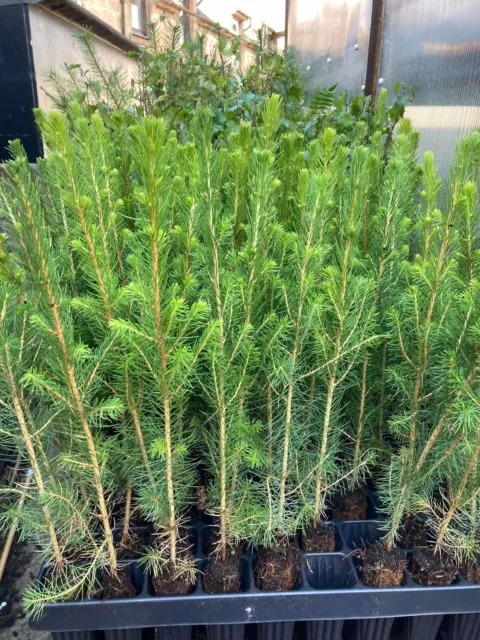 50 Norway Spruce trees - Picea Abies- Avr Size25-40cm - Plant now -  cell grown