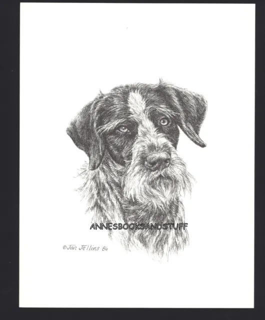 #413 GERMAN WIREHAIRED POINTER dog art print * Pen & ink drawing by Jan Jellins