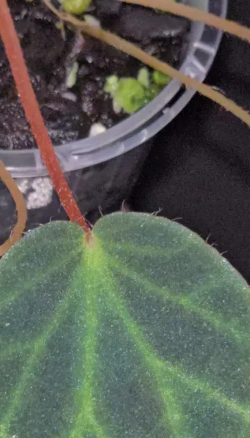 Begonia tagbanua - Rare terrarium, greenhouse plant